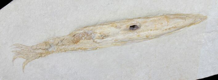 Fossil Squid (Plesiotheuthis) With Tentacles - Solnhofen #50879